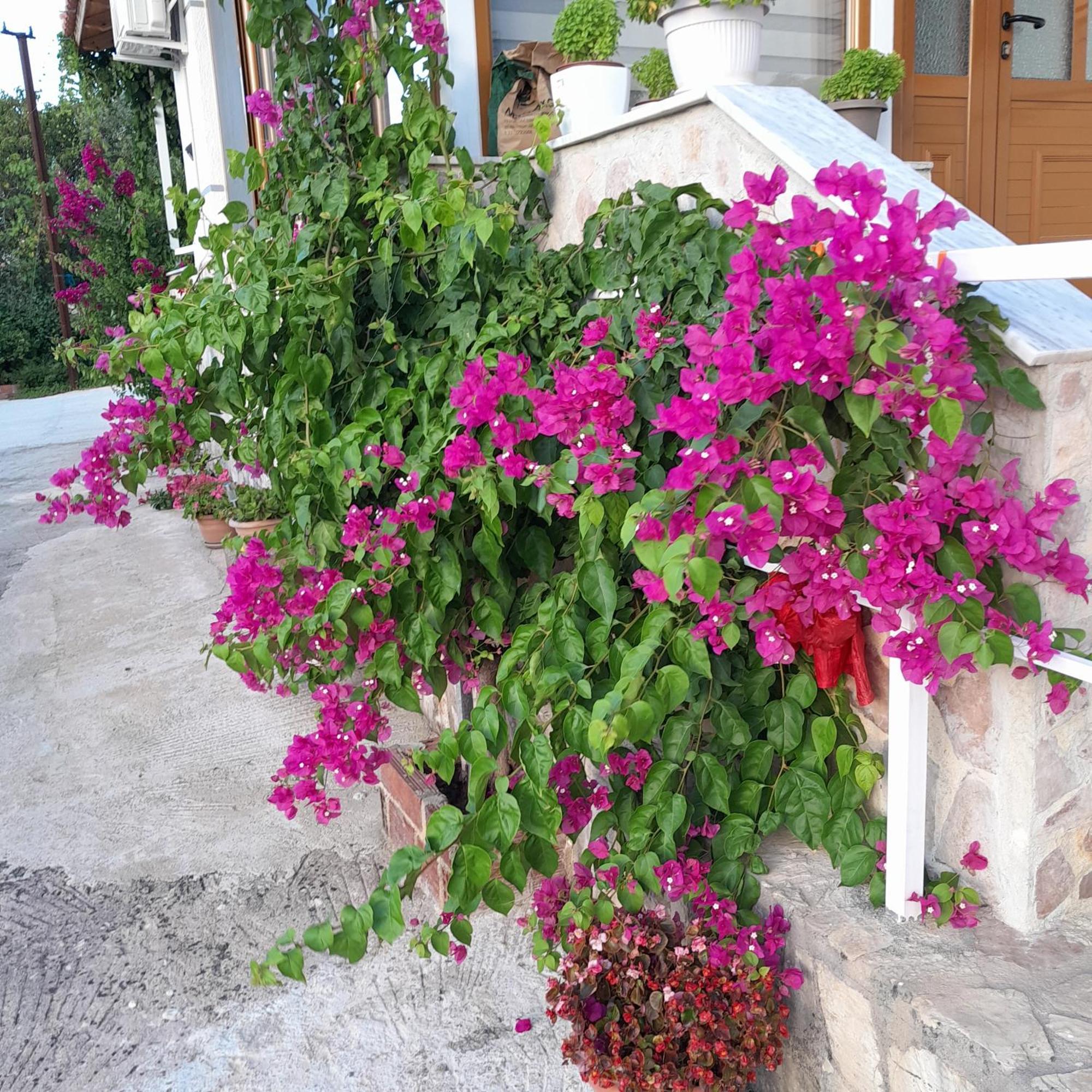 Denni'S Home Saranda Dış mekan fotoğraf